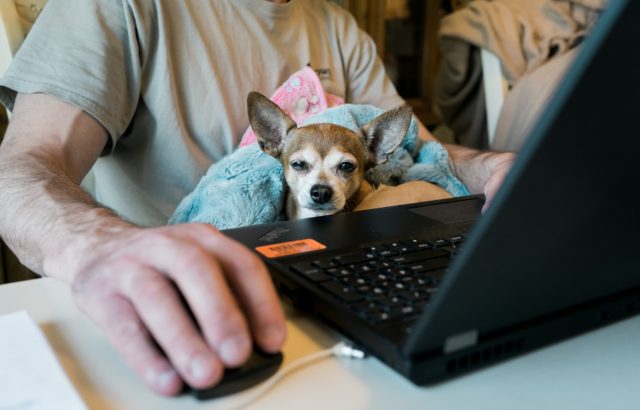 man working on laptop at home with a tired dog on his lap